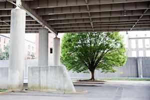 A single tree grows surrounded by concrete under an overpass in a city.