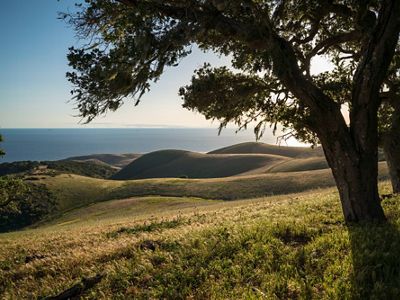 Trees on a hillside overlooking the ocean.