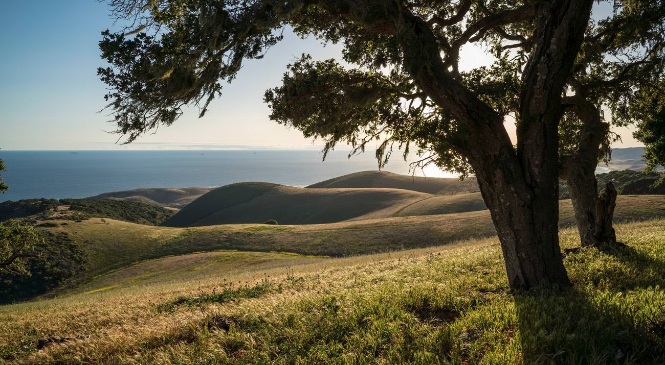 Live oaks frame distant rolling hills