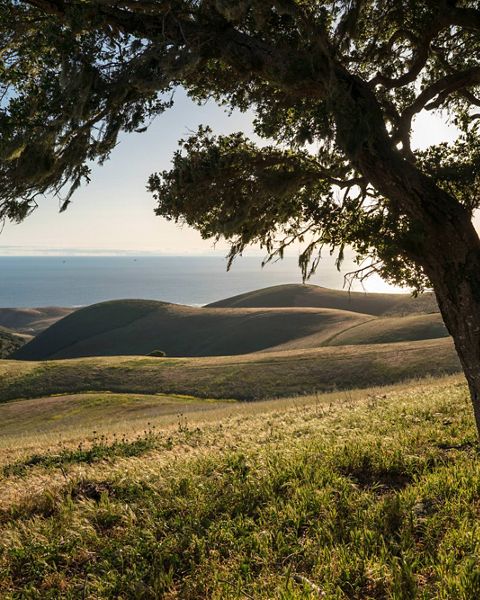 Coast oak woodlands along a ridge overlooking rolling hills that descend to the Pacific Ocean on the Dangermond Preserve.
