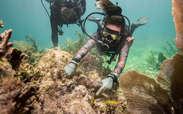 Reef restoration, Mexico