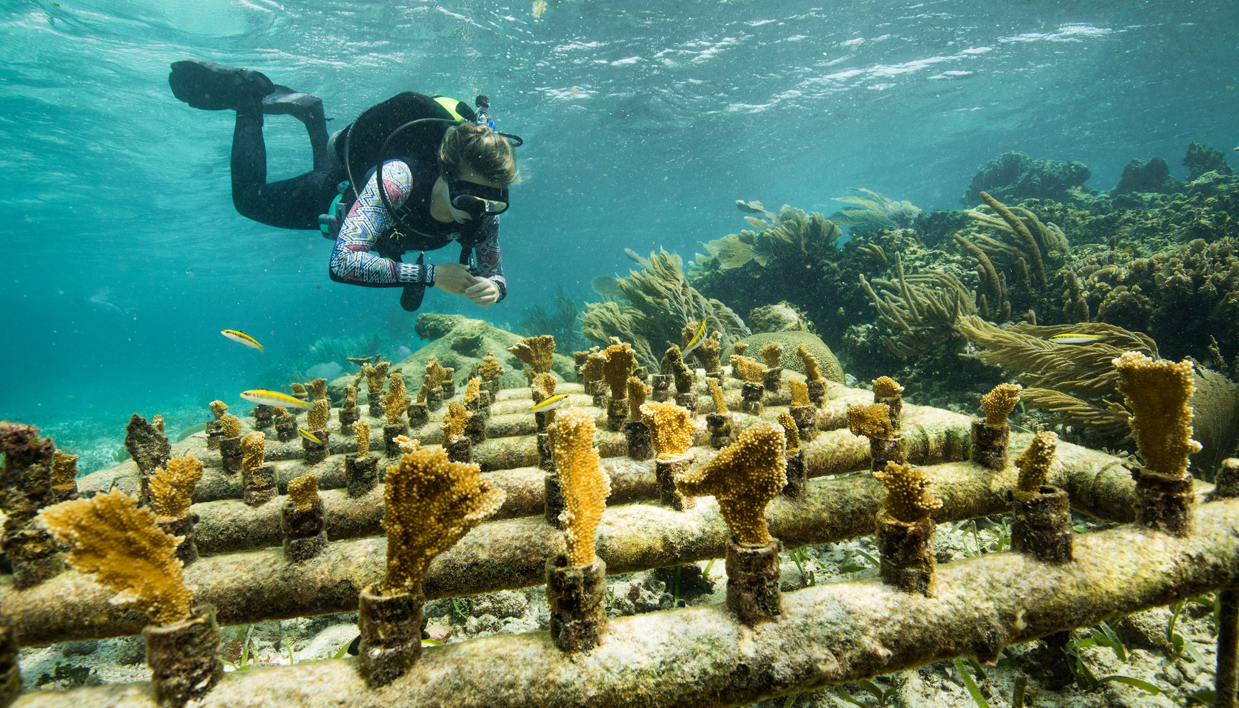 A diver swims near coral growing along a PVC pipe structure
