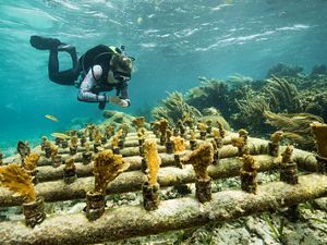 A diver swims near coral growing along a PVC pipe structure