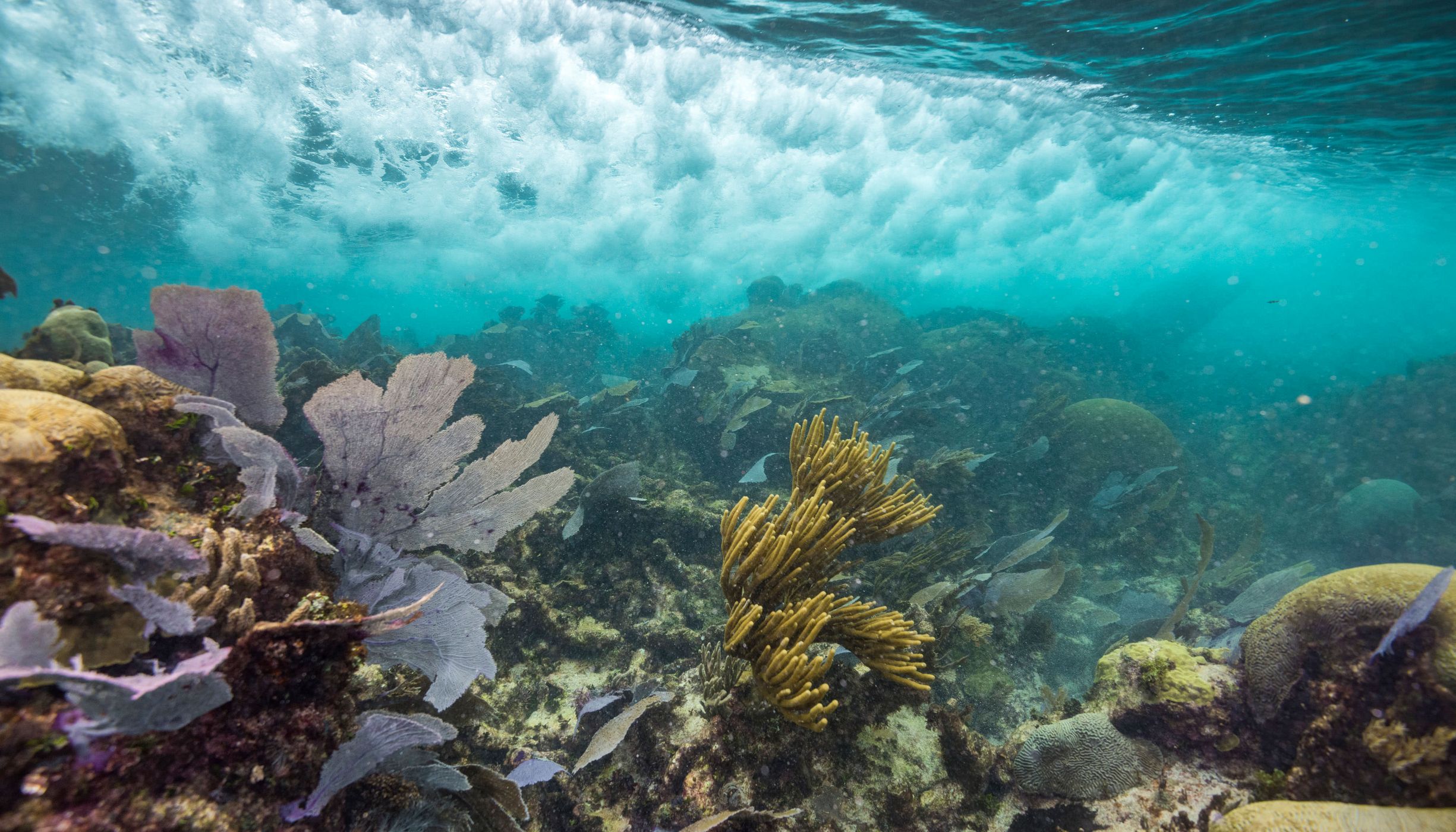 Vista submarina de un arrecife de coral cerca de México.