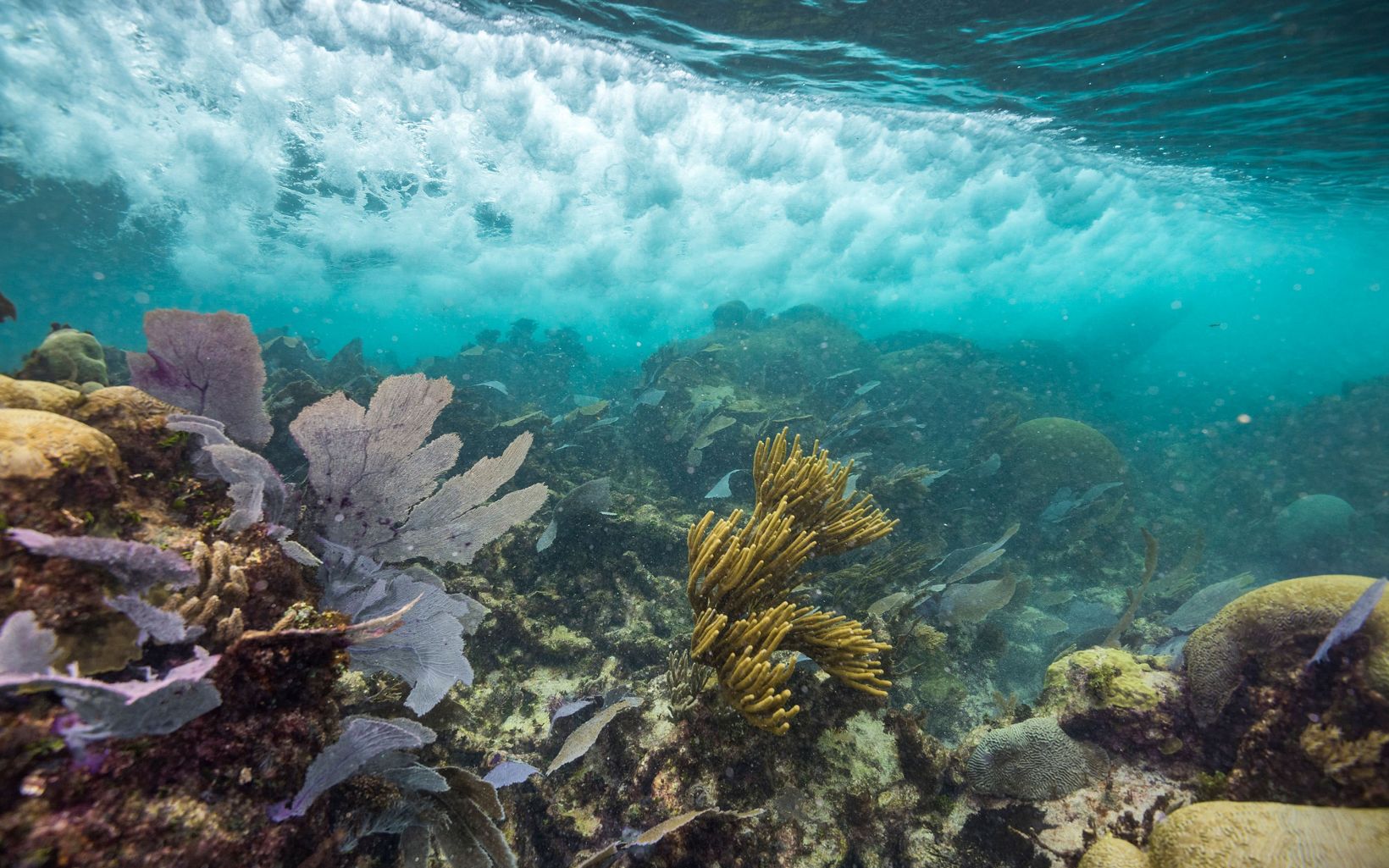 Los arrecifes de coral saludables como estos, cercanos a Puerto Morelos (México), se llevan la peor parte del azote de las olas y resguardan los lugares más visitados por los turistas en la costa del Caribe.