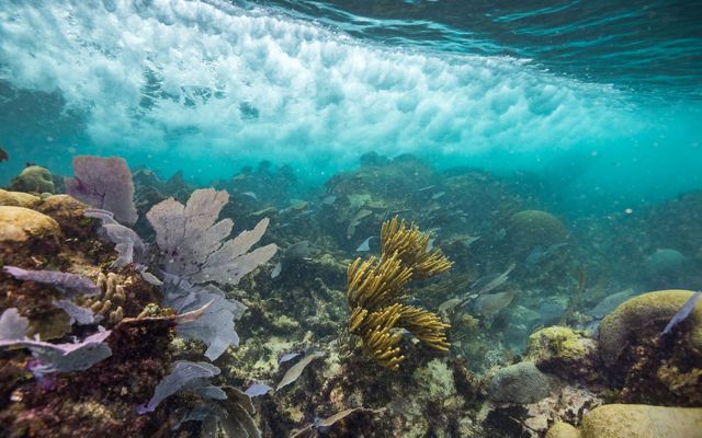 Mesoamerican Reef underwater