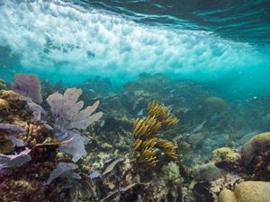 Mesoamerican Reef underwater