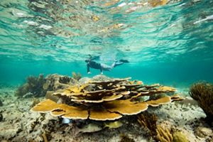 A snorkeler swims over a coral reef.