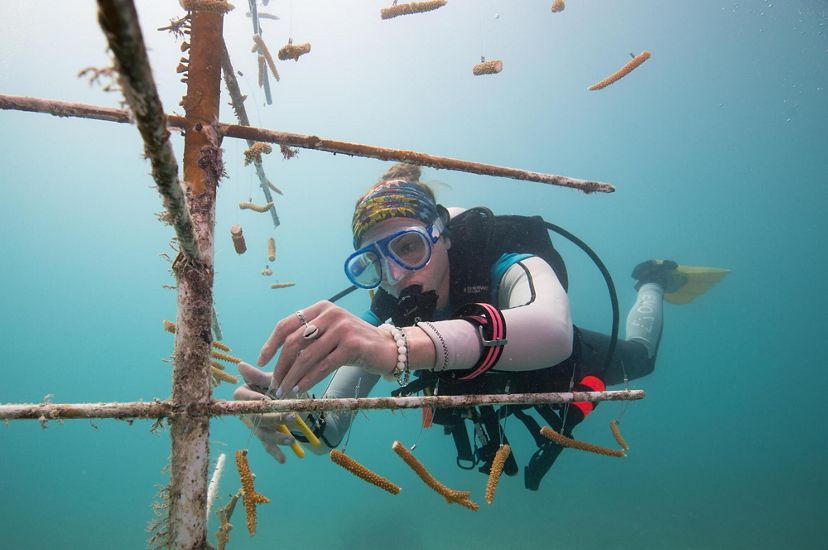 A scientist in scuba gear attaches pieces of baby coral to PVC pipe to grow coral reefs underwater.