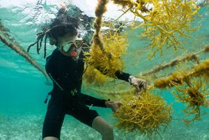 a worker in snorkel gear tends to a seaweed plant underwater