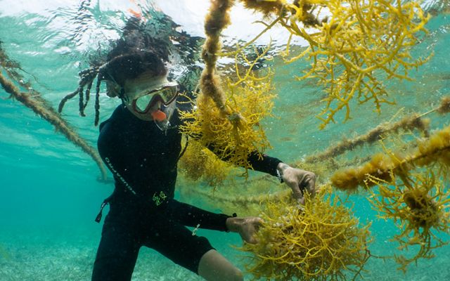 a worker in snorkel gear tends to a seaweed plant underwater