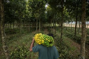 agroforestry project in brazil