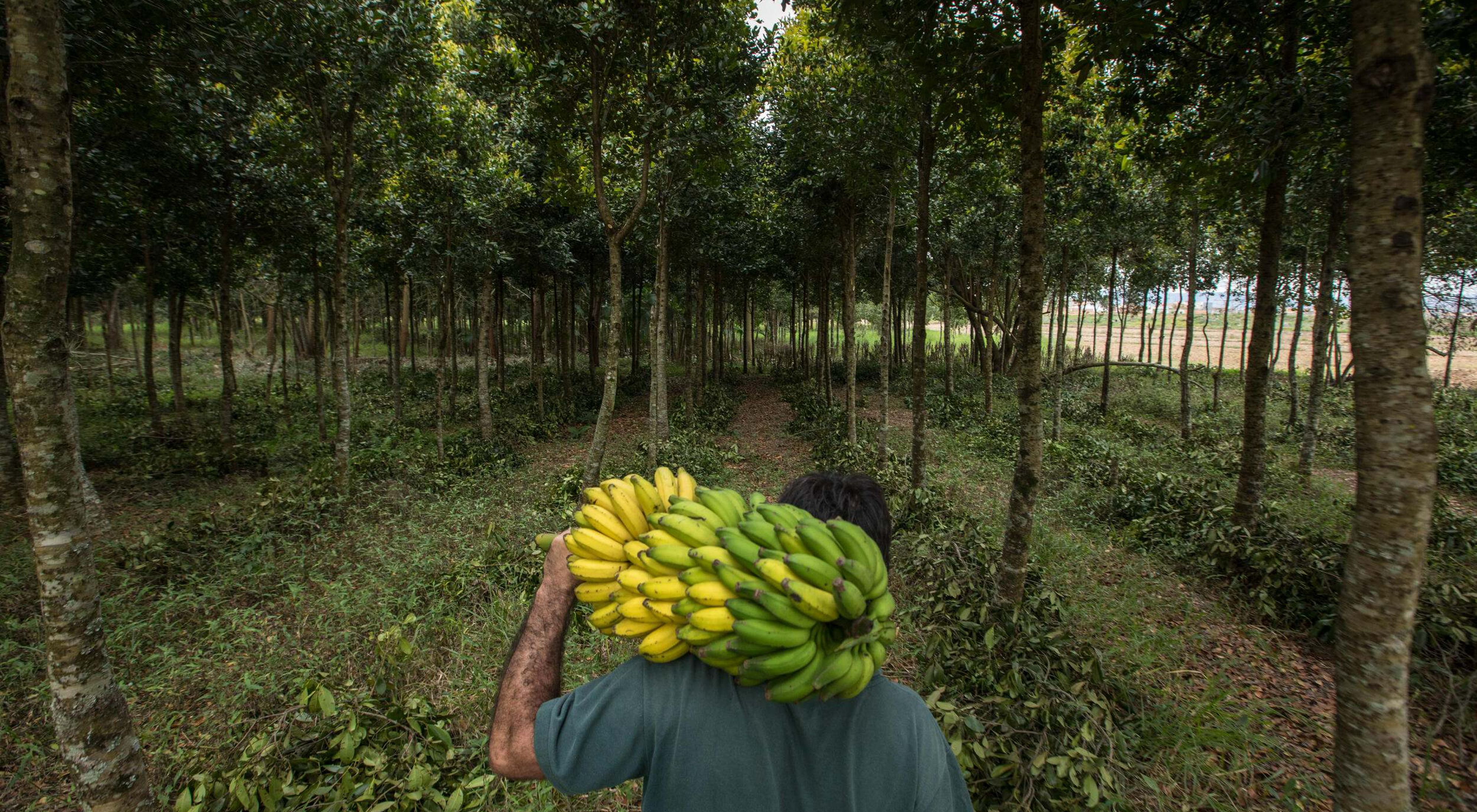 Farmer carries a bunch of bananas through agroforestry system.