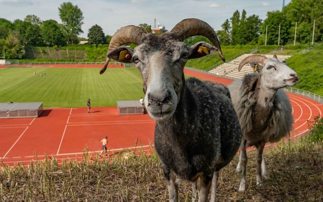 sheep with horns face camera with track and field in the background
