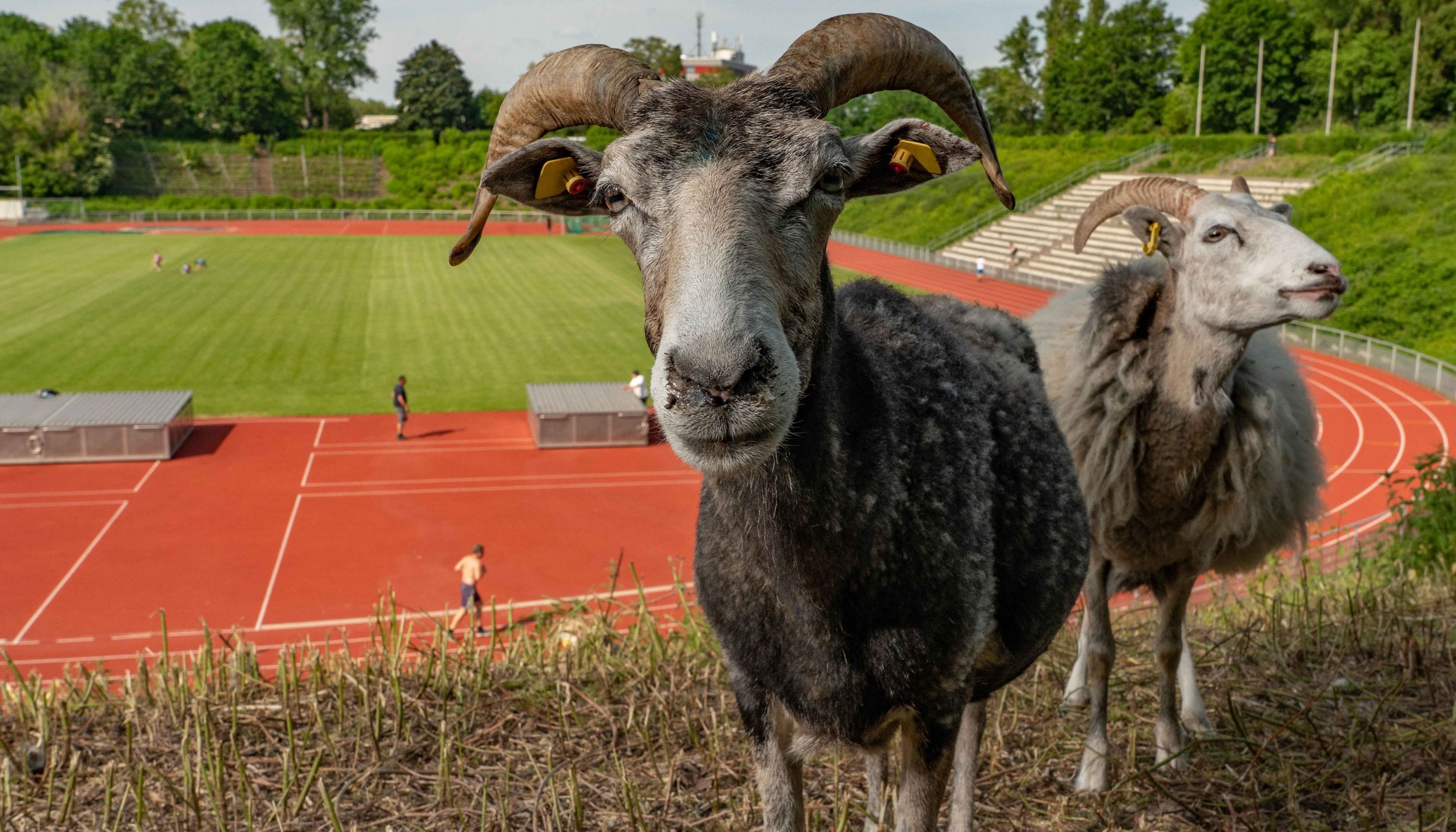 Sheep with horns face camera with track and field in the background.