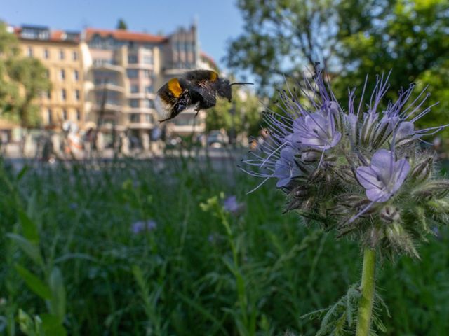 A bee flies toward a flower.