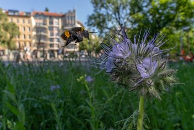 A bee flies toward a purple flower.