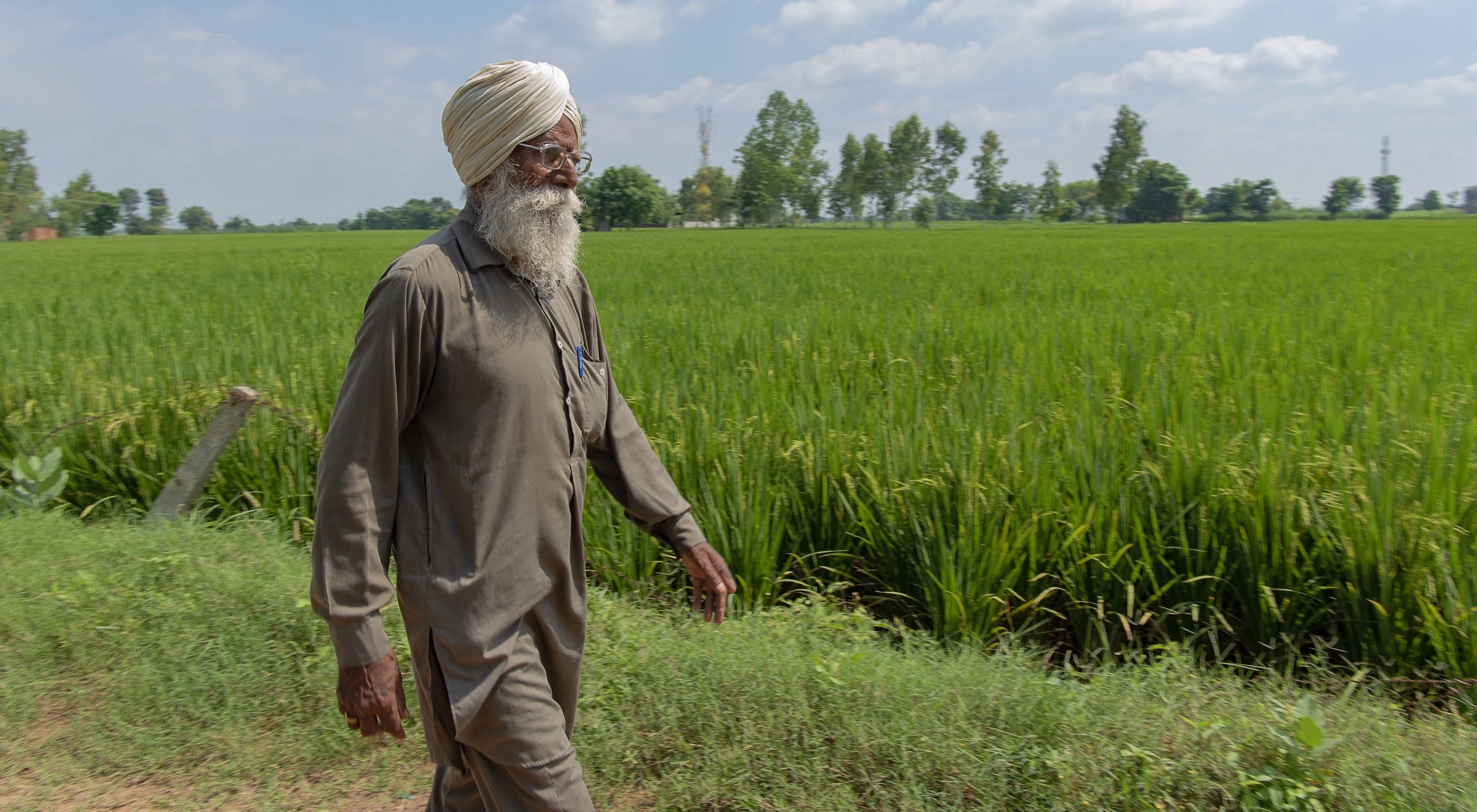 Amar Singh walks along a field of wheat that is still green in Punjab.