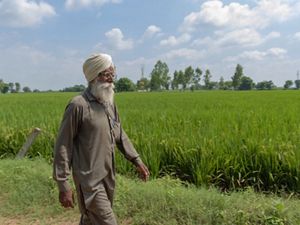 Amar Singh walks on his field of wheat, still green and not ready for harvest, in Punjab.