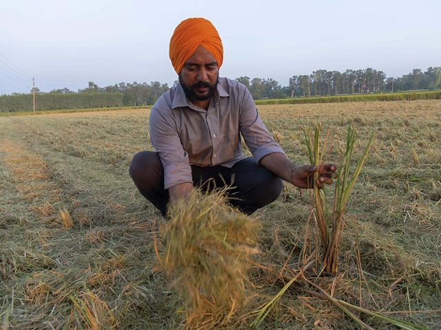 A farmer crouches in a field holding straight intact rice paddy stubble in one hand and chopped up mulched stubble in another hand.