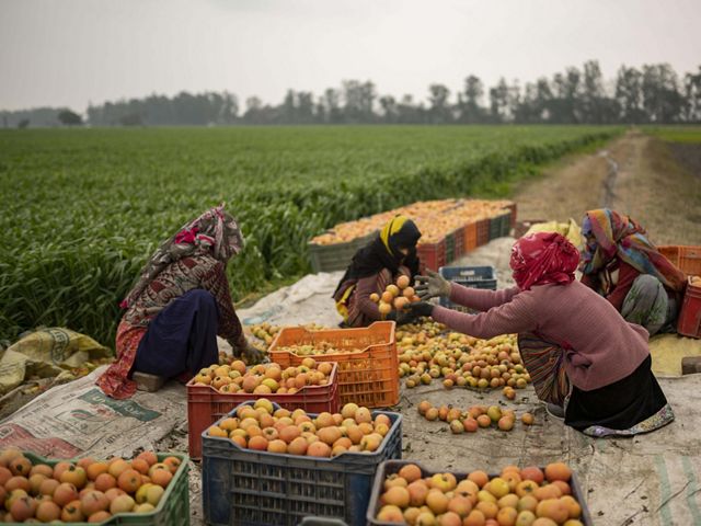 Several workers pack crates with orange, yellow and green tomatoes while sitting on a work blanket in a field.