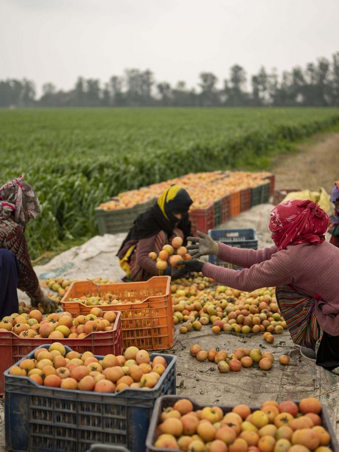 Farm workers harvest tomatoes in Haryana.