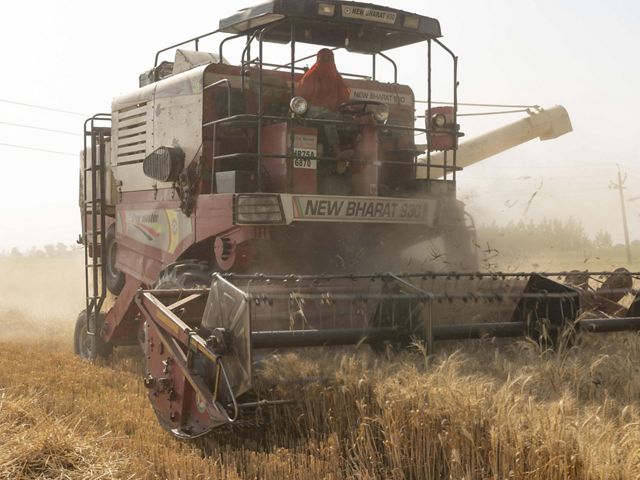A person wearing protective fabrics drives a large maroon colored combine machine that sweeps up wheat in its machinery.