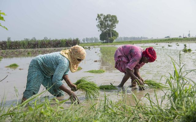 2 women wearing colorful fabric crouch over submerged rice in a paddy.
