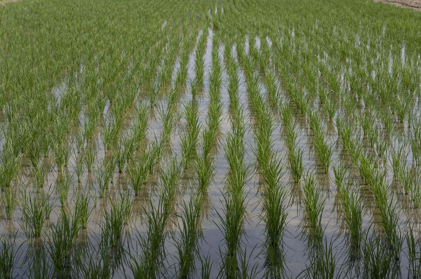 Lush green chutes of paddy rice emerge from water in neat rows and grids