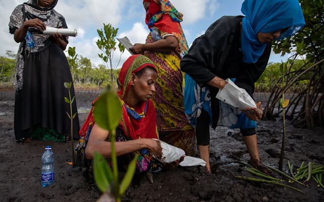 Women planting mangroves