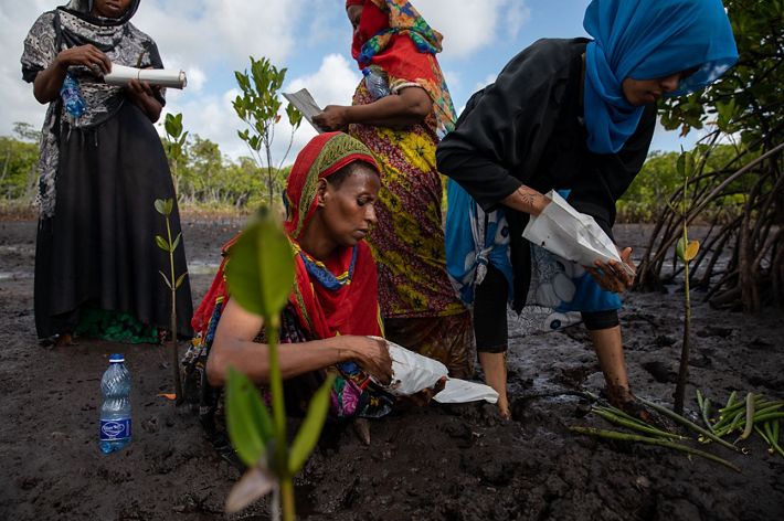Women stuff nursery bags with mud to prepare for planting mangroves.