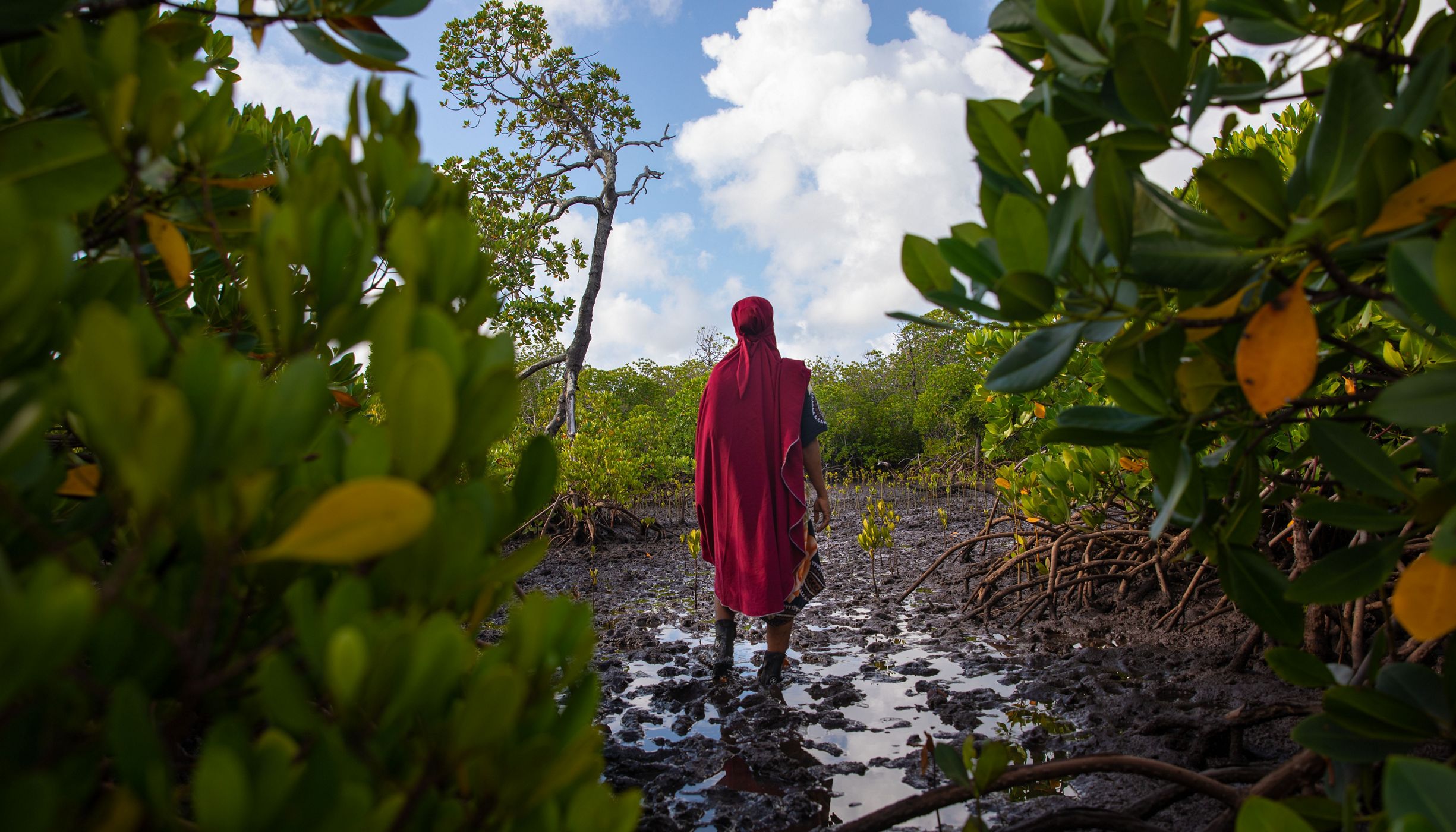 Zulfa Hassan stands in a Kenya mangrove plantation.