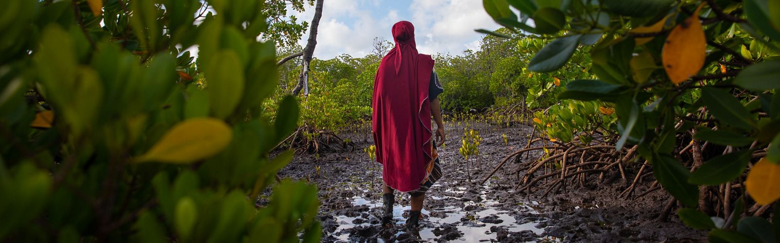 Person standing in mangroves in Kenya. 
