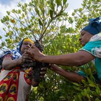 Esha Sizi (left) and Shakila Shebwana (right) are members of the Mtangawanda Women’s Association. Here, they move seedlings from the nursery to the plantation at the Mangrove restoration site in Mtangawanda, Lamu, Kenya. The group manages mangrove restoration off the coast of Lamu County. The county is home to nearly 60% of Kenya's mangrove forest, an important ecosystem that also defends coastlines from storms and stores carbon.