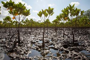 Mangrove seedlings at restoration site