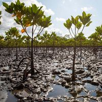 Mangrove saplings planted in orderly rows in soft, muddy earth. Small pools of water reflect the sky overhead.