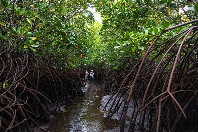A mangrove marsh vegetation and water.