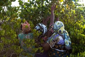 Women picking propagules from mangroves