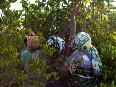 Women picking propagules from mangroves