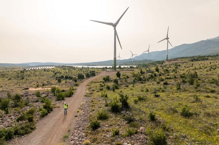 A person walks down a path near wind turbines.