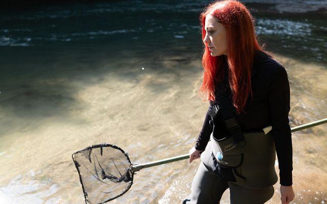 A scientist stands in a river in waders holding a long net for specimen collection.
