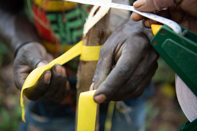Closeup of hands measuring a thin tree sapling.