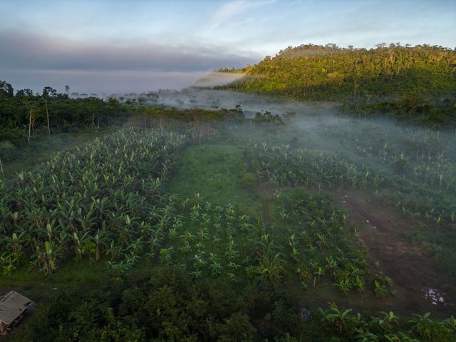 View looking down onto an agroforestry system of mist covered crops.