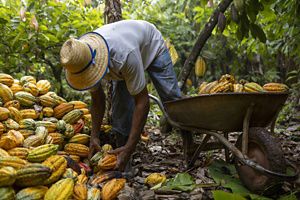 A person bends over in a forest and piles cocoa in a wheelbarrow.