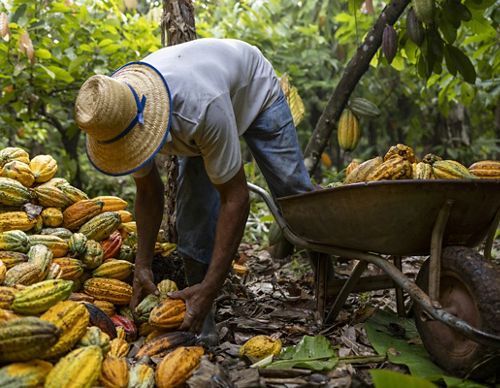 A person bends over in a forest and piles cocoa in a wheelbarrow.
