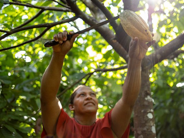 A woman uses a machete to pick fruit from a tree.