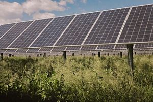 Solar panels soaking up the sun with green vegetation growing beneath the panels.