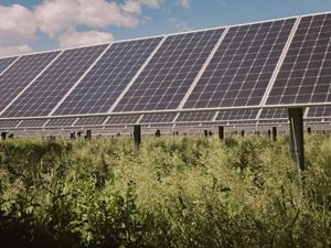 Solar panels soaking up the sun with green vegetation growing beneath the panels.