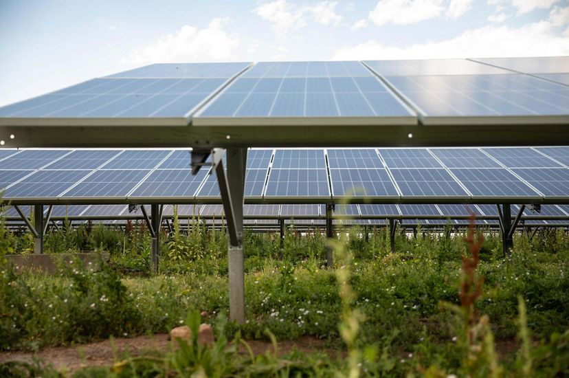 Solar panels with green vegetation and flowers growing underneath.
