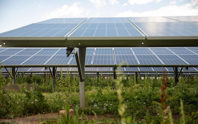 Solar panels with green vegetation and flowers growing underneath.